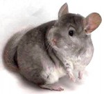 chinchilla