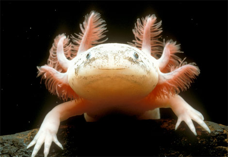 Axolotl Weird animal pictures of the year 2009
