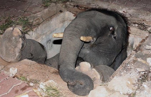 Elephant trapped 499x322 Weird animal pictures of the year 2009