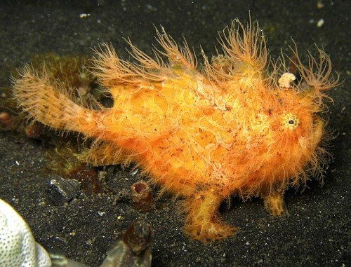 HairyFish 650x496 500x381 Weird animal pictures of the year 2009