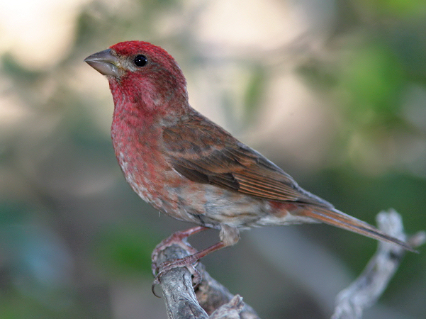 The Purple Finch