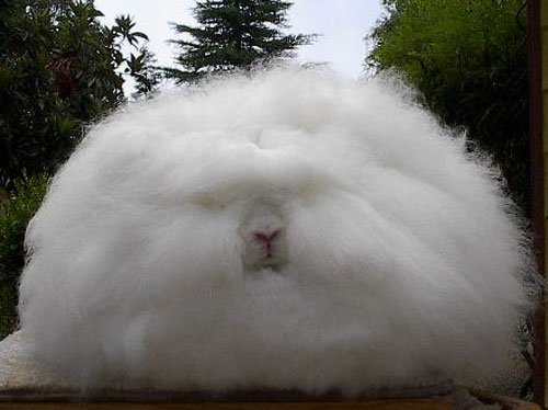 angora rabbit01 Weird animal pictures of the year 2009