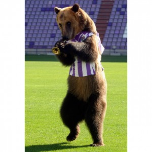 Bear visits the Real Valladolid soccer stadium
