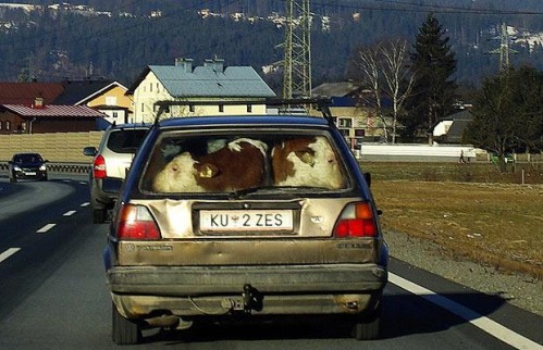 calves car 499x322 Weird animal pictures of the year 2009