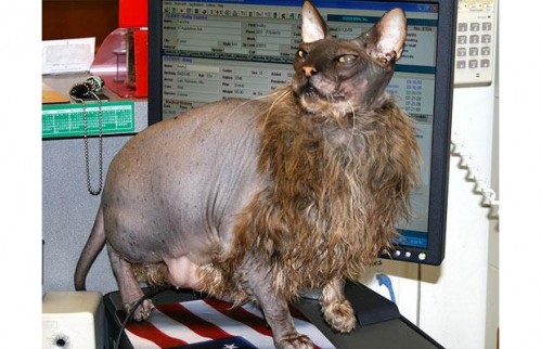 ugly cat contest. Ugly Cat Pics. cat ugly bat boy 499x322 Weird; cat ugly bat boy 499x322 Weird. stcanard. Mar 18, 05:23 PM