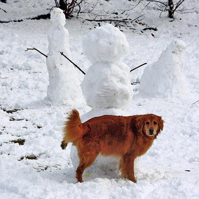 dog-peeing-on-snowman