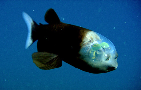 fish-transparent-head-barreleye-pictures_big