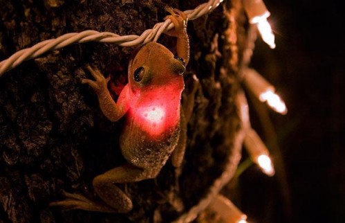 frog lights 499x322 Weird animal pictures of the year 2009