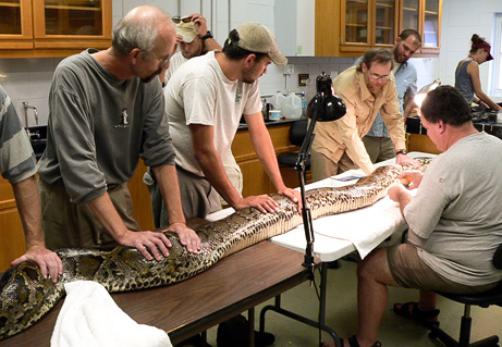 giant snakes invasion us Top 10 Nat Geo Discoveries of 2009