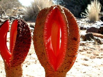 hydnora