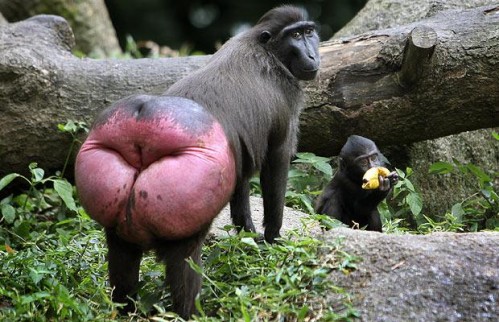 macaque back1 499x322 Weird animal pictures of the year 2009