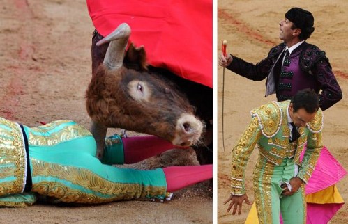 Matador gored in the crotch