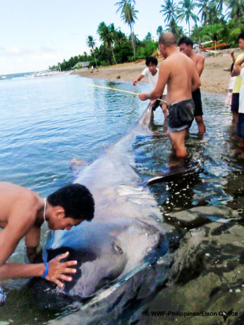 megamouth shark eaten Top 10 Nat Geo Discoveries of 2009