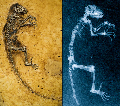 missing link found big Top 10 Nat Geo Discoveries of 2009