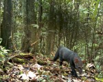 short eared dog big 150x120 Top 10 Nat Geo Discoveries of 2009