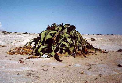 welwitschia