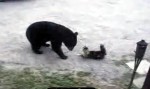 Cat attack Bear
