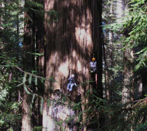 climbing on tree 500x446 Top 10 Worlds tallest living trees