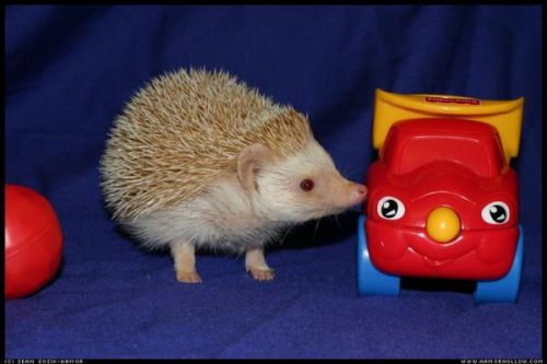 Cute Hedgehog Photos