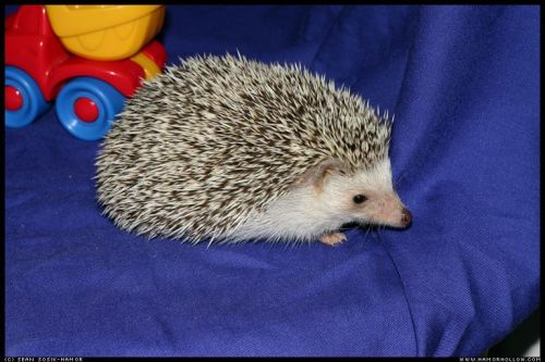 Cute Hedgehog Photos