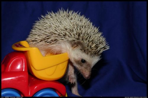 Cute Hedgehog Photos