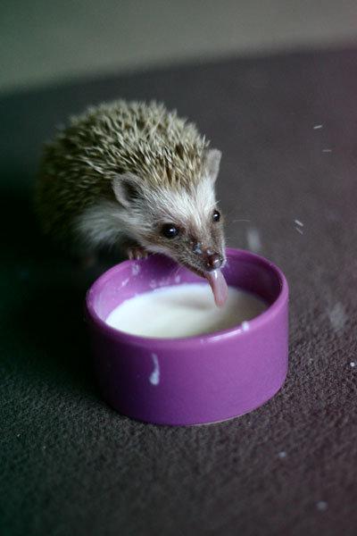 Cute Hedgehog Photos