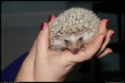 Cute Hedgehog Photos