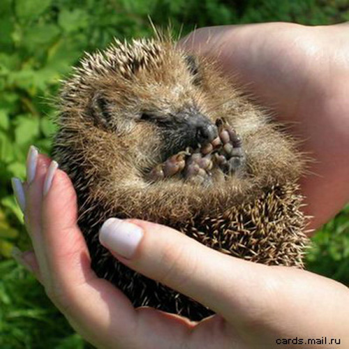 Cute Hedgehog Photos