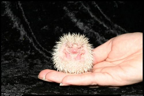 Cute Hedgehog Photos