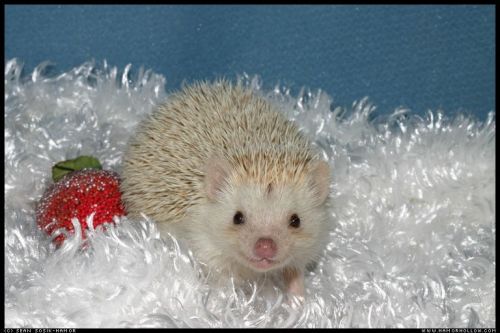 Cute Hedgehog Photos