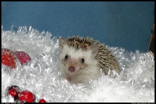 Cute Hedgehog Photos