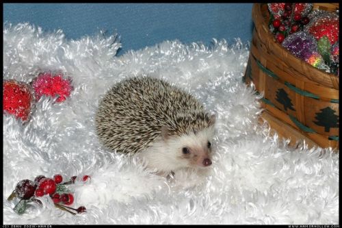 Cute Hedgehog Photos