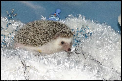 Cute Hedgehog Photos