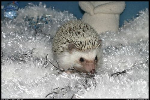 Cute Hedgehog Photos