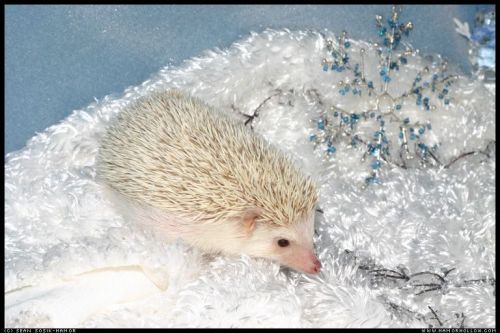 Cute Hedgehog Photos