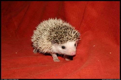 Cute Hedgehog Photos