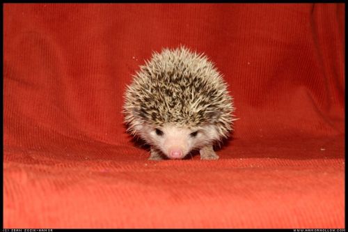 Cute Hedgehog Photos