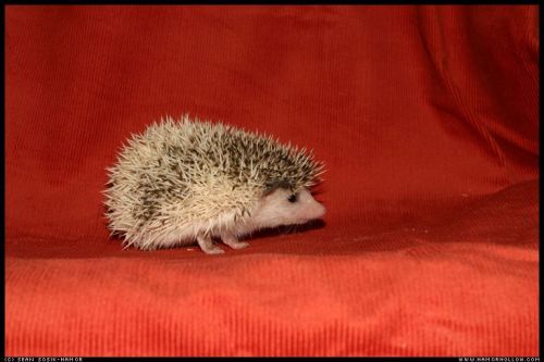 Cute Hedgehog Photos