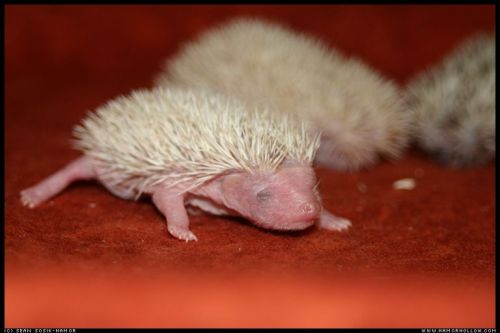 Cute Hedgehog Photos