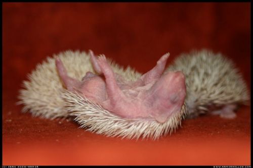 Cute Hedgehog Photos