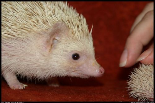 Cute Hedgehog Photos