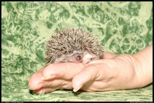 Cute Hedgehog Photos