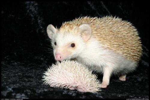 Cute Hedgehog Photos