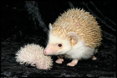 Cute Hedgehog Photos