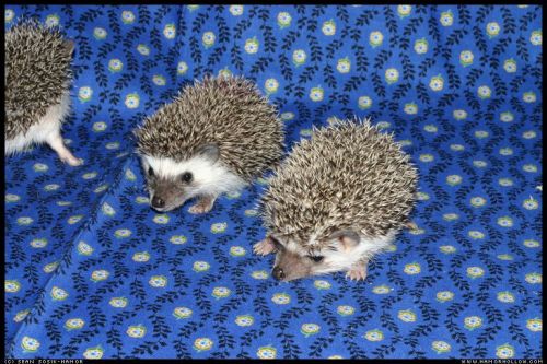 Cute Hedgehog Photos