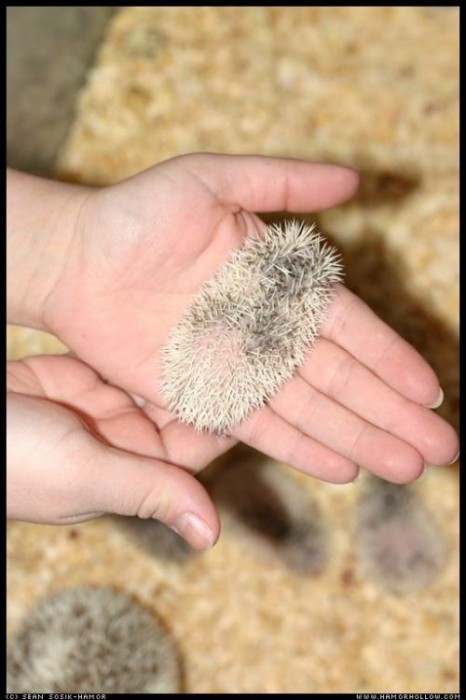 Cute Hedgehog Photos