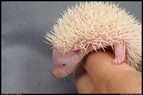 Cute Hedgehog Photos