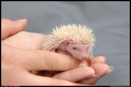 Cute Hedgehog Photos