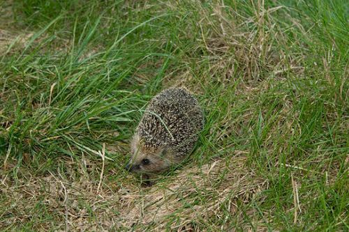 Cute Hedgehog Photos