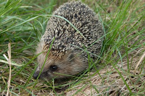 Cute Hedgehog Photos